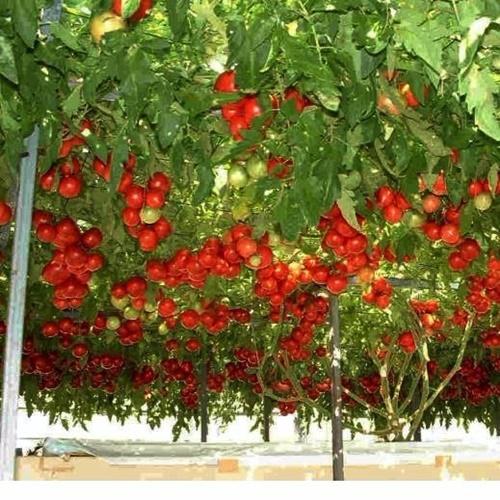 Hạt Giống Cà Chua Leo Giàn F1. Túi 10 Hạt Giá Khuyến Mại