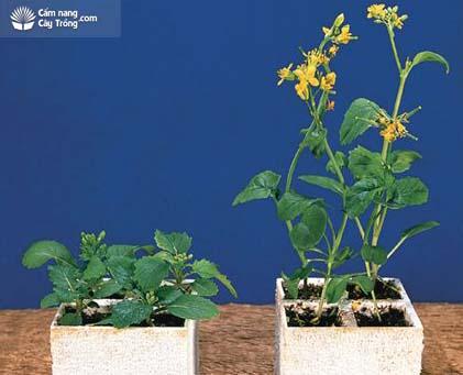 3 Gói Hoocmon tăng trưởng thực vật GA3 (1g/gói) (HÀNG MỚI)