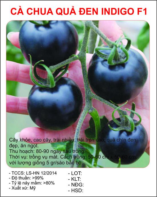 Hạt giống Cà chua đen F1 (10 hạt)- Xuất xứ: Mỹ - Số hạt/gói: 10 hạt - Tỷ lệ nẩy mầm: 80% - Màu sắc: Đen - Mùa Vụ: Quanh năm -