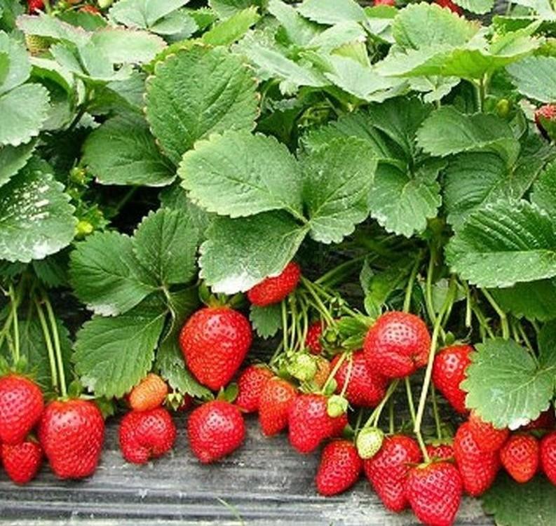 Hạt giống Dâu Tây Newzealand Chịu nhiệt ~100 hạt (tặng kích nẩy mầm + hướng dẫn)