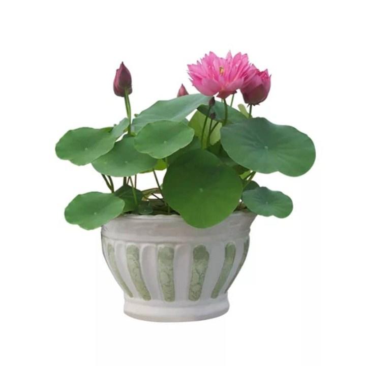 48- 5 hạt giống sen nhật mini 5 màu