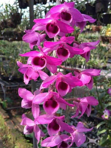 Trầm Nestor Thái hàng giống