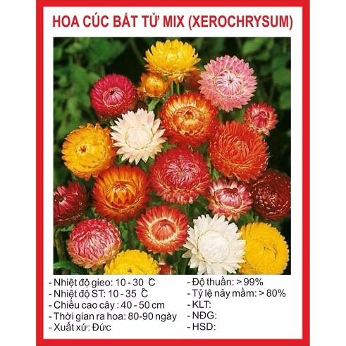 Hạt giống cúc bất tử