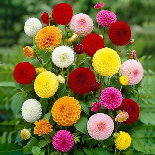 Hạt giống hoa thược dược f1