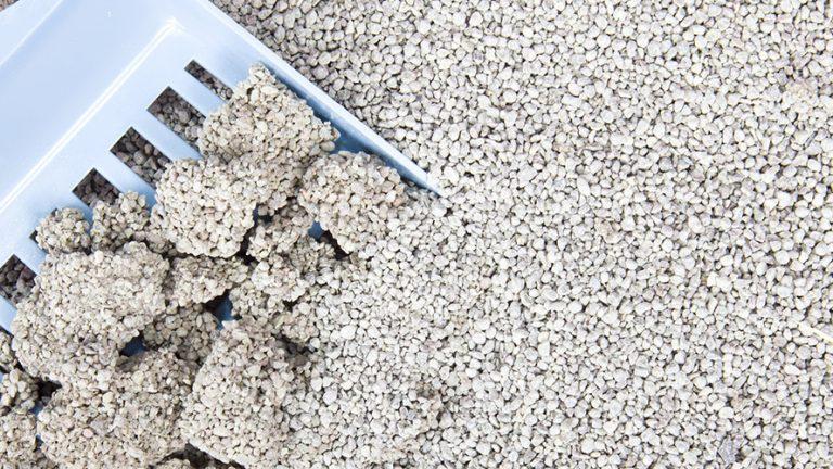 Káº¿t quáº£ hÃ¬nh áº£nh cho cÃ¡t vá»‡ sinh genki cafe