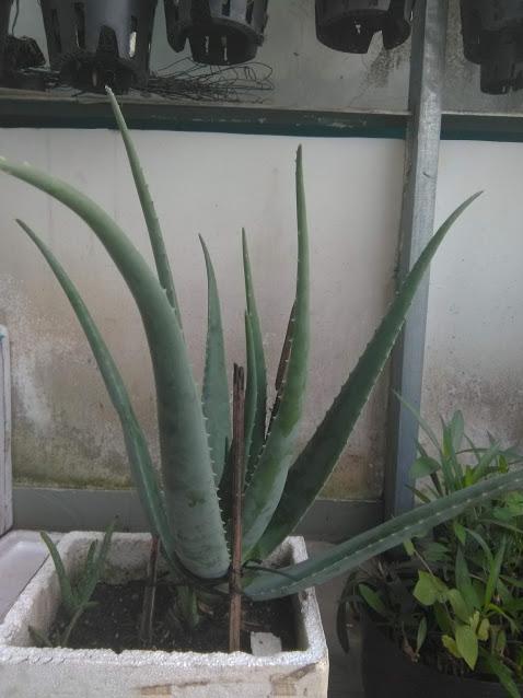 Cây nha đam, giống Mỹ, loại lớn