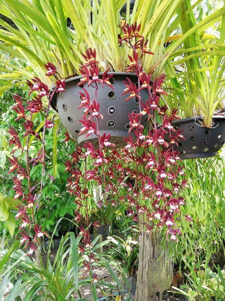 Lan giống Kiếm đỏ chậu 3 thân