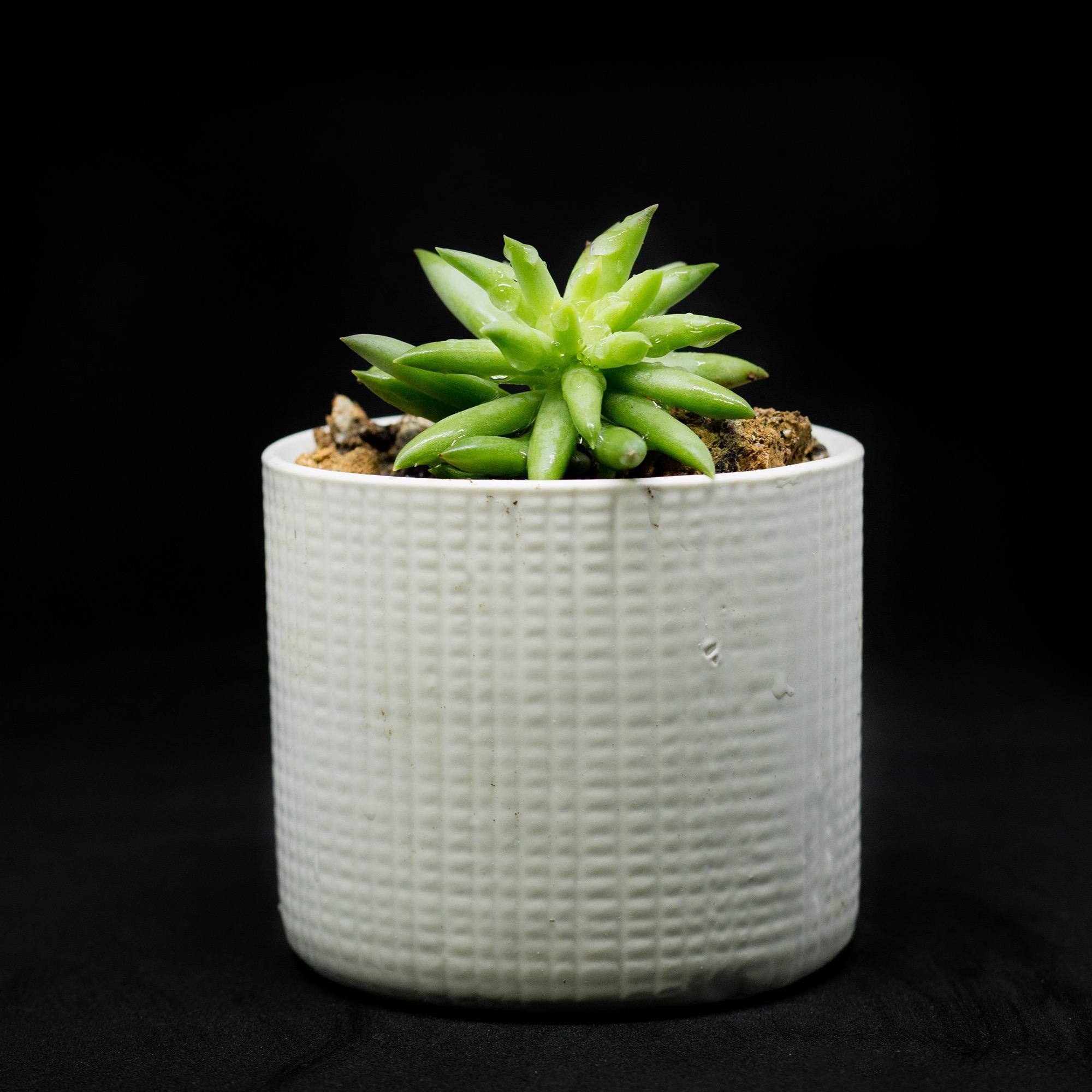 Chậu sứ handmade trồng xương rồng, sen đá, cây cảnh mini