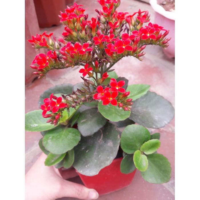 Cây hoa sống đời đơn - Cây giống