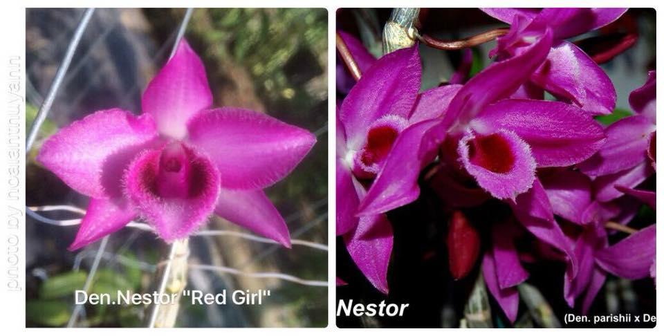 trầm hồng nương Lai trầm siêu tím ( den nestor pink girl x Den nestor )