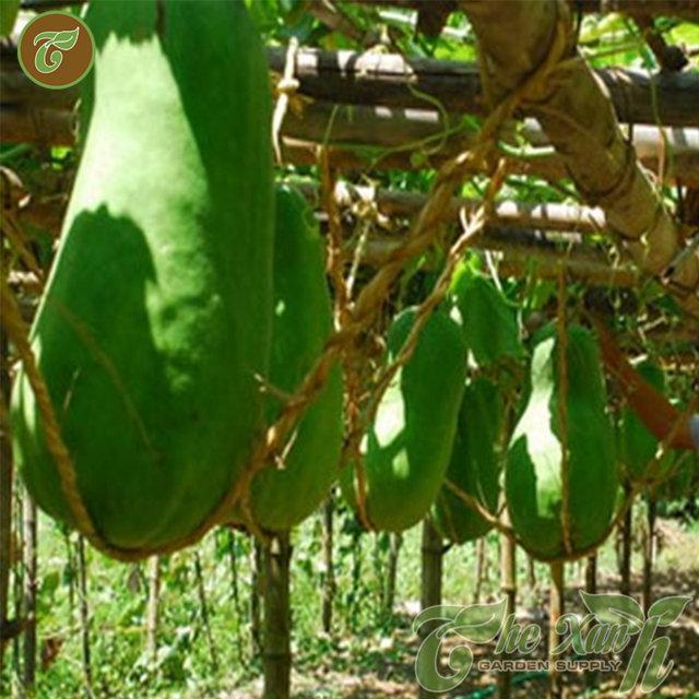 Hạt giống Bí đao khổng lồ