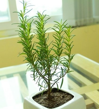 Image result for hÆ°Æ¡ng tháº£o