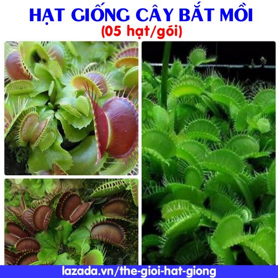 [Lấy mã giảm thêm 30%] Hạt giống Cây bẫy kẹp bắt côn trùng (05 hạt/gói)