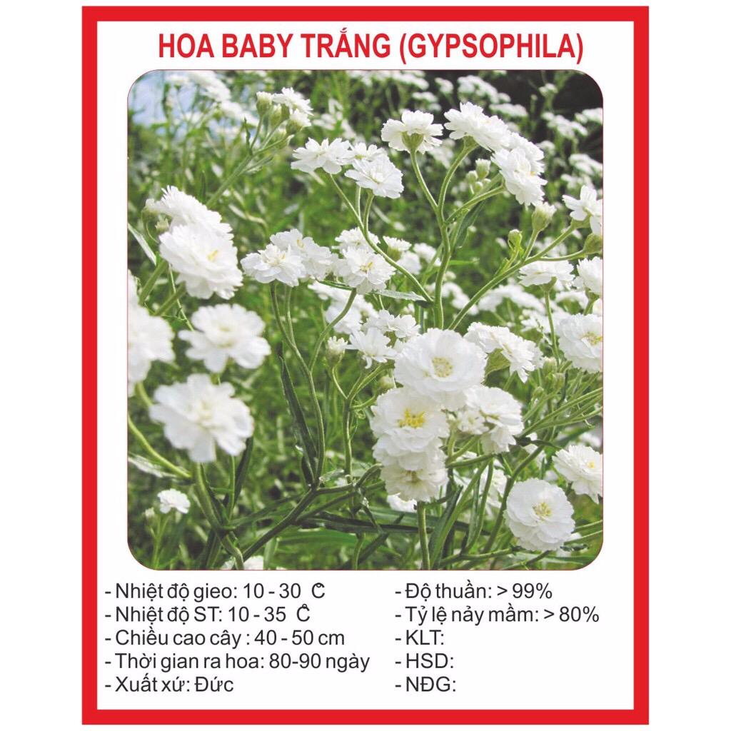 Hạt giống Hoa Baby trắng
