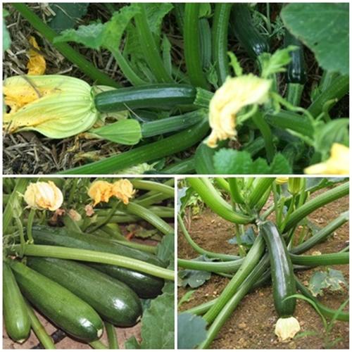 Hạt Giống Bí Ngồi Xanh Loại Dễ Trồng. Túi 10 Hạt