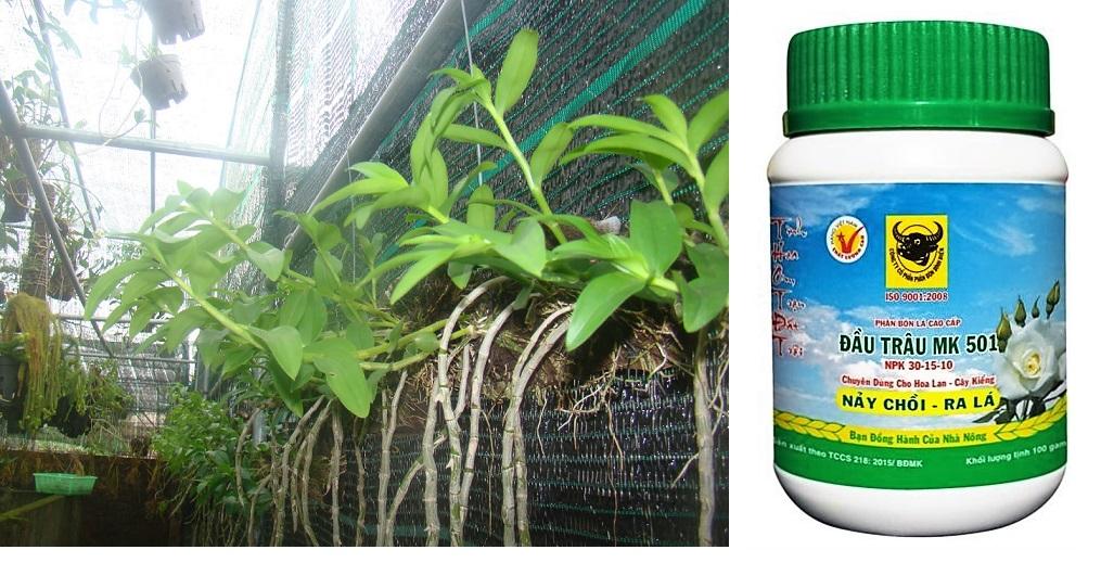 [HCM]PHÂN BÓN ĐẦU TRÂU MK-501 . CHUYÊN LAN -CÂY CẢNH (NPK30-15-10)_KLT 100 gram.