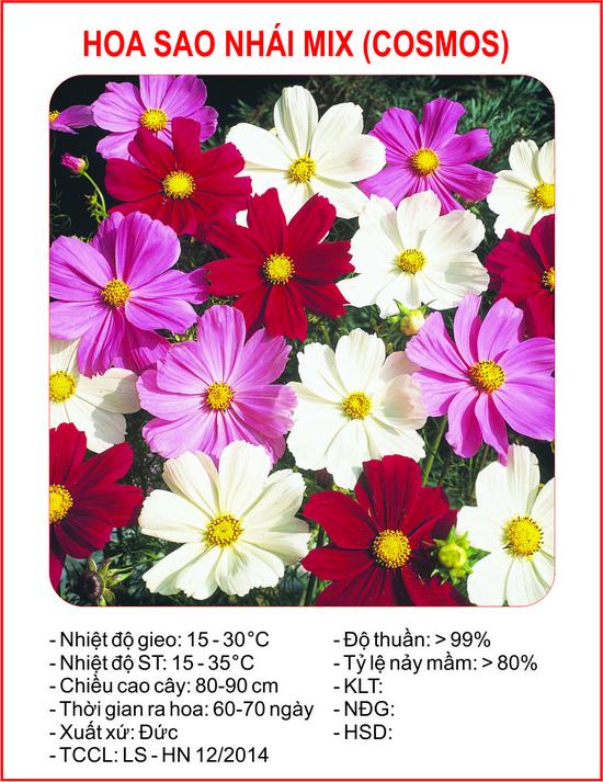 Hạt giống Sao nhái mix