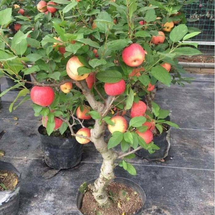 Bộ 02 gói hạt giống Táo Đỏ Lùn F1 (15 hạt/gói)