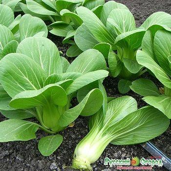 2 gói Hạt giống Cải Thìa