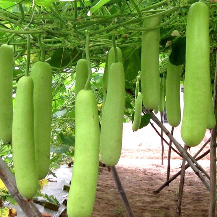 Gói 10 Hạt giống Bầu Trắng (tặng gói kích nẩy mầm và hướng dẫn)
