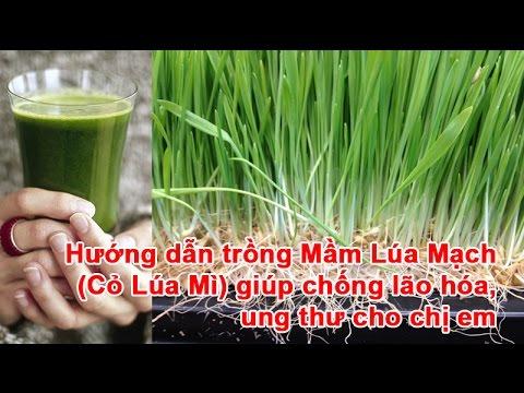 Hạt giống cỏ lúa mì Lúa mạch Hà Lan 500g