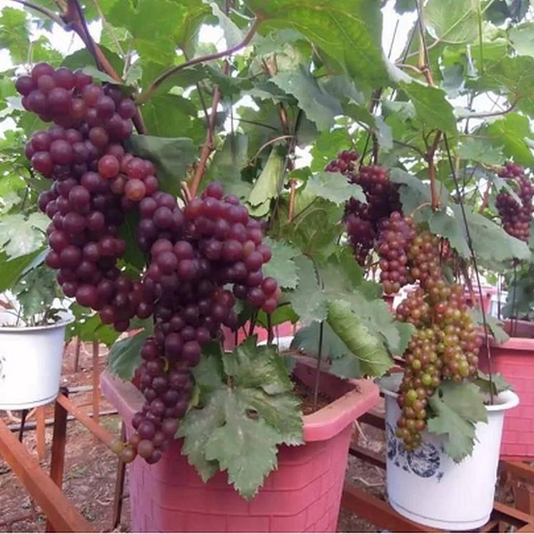 Gói 10 Hạt giống Nho pháp