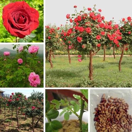 Hạt Giống Hoa Hồng Thân Gỗ, Túi 20 Hạt