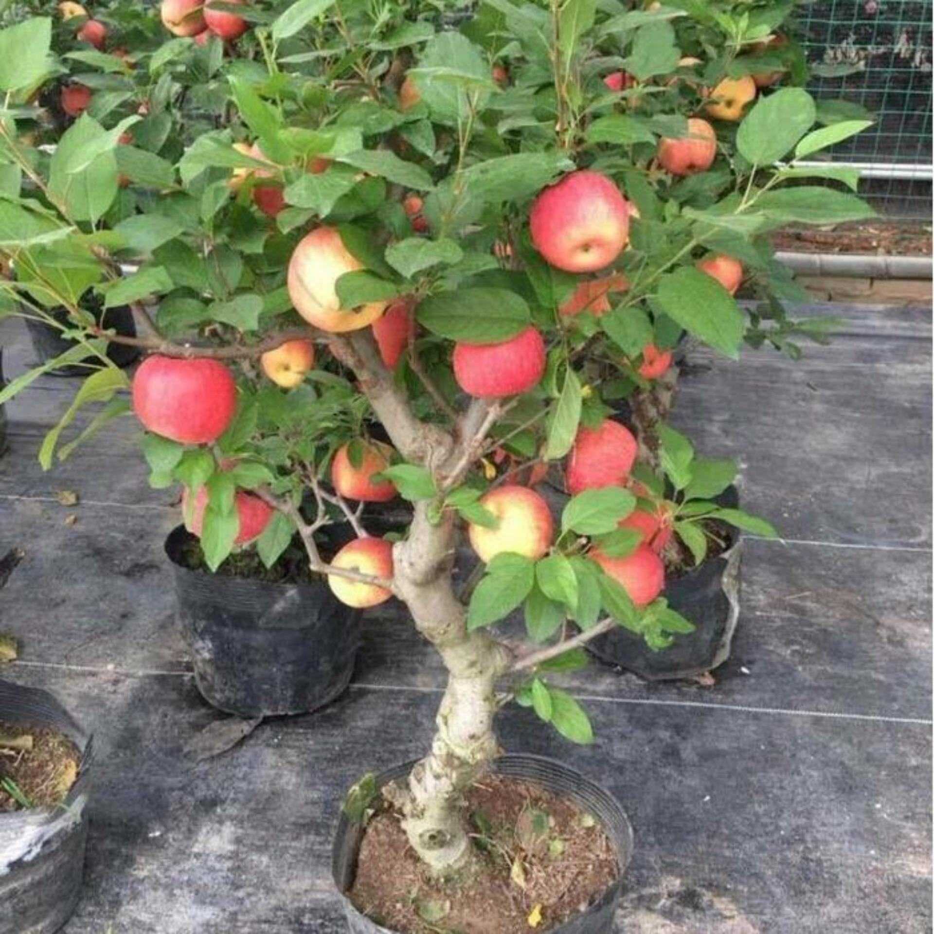 Hạt giống táo đỏ lùn