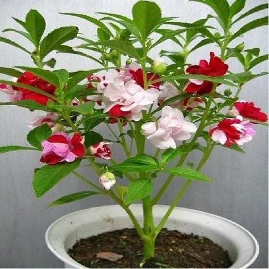Gói 50 Hạt giống hoa Móng Tay Mix (tặng gói kích nẩy mầm và hướng dẫn)