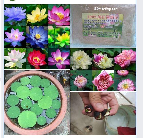 Hạt giống sen mini nhật mix màu
