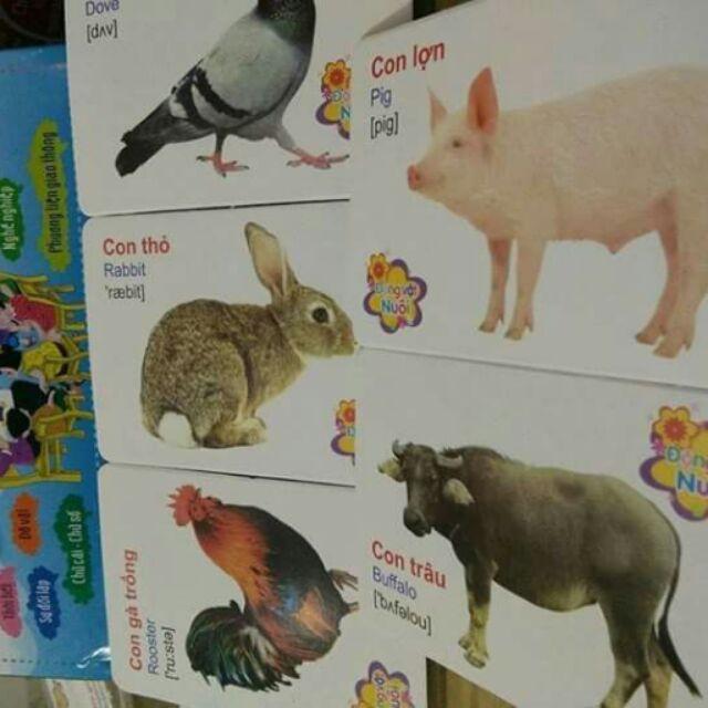 Bộ thẻ học 416 thẻ 16 chủ đề