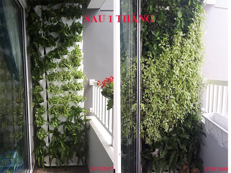 Vườn Đứng Minigarden ban công