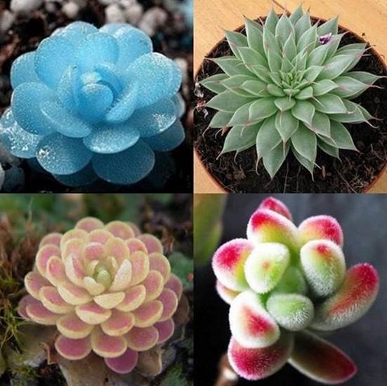 Hạt giống Sen đá Kim cương (gói 20 hạt)