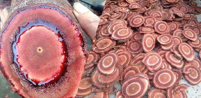 Cỏ máu-Bổ máu-Mát gan-Tăng cân  (1kg khô loại 1)