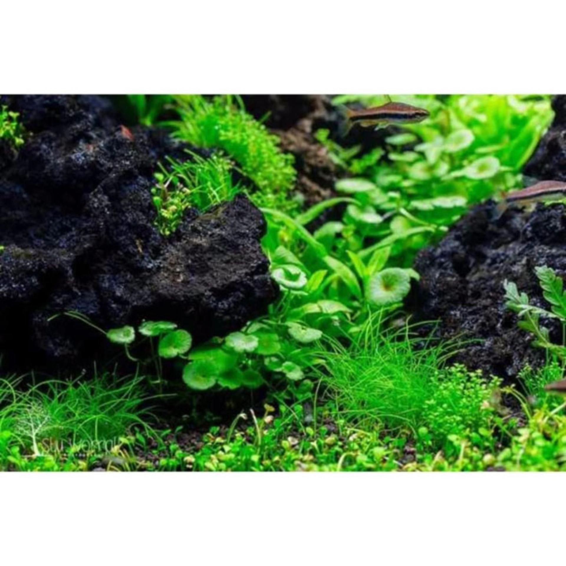 Đá nham thạch trang trí , lọc nước bể cá, hồ thủy sinh size 2 - 4cm  (túi 200gr)