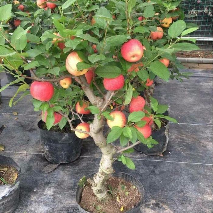 [Lấy mã giảm thêm 30%] Hạt giống Cây Táo Đỏ Lùn (15 hạt)