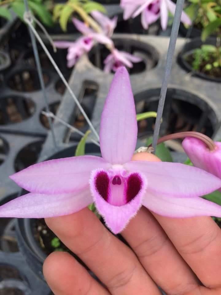 Dã Hạc Taly nù xuân giống