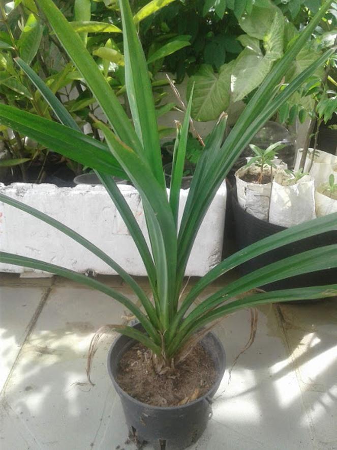 Cây lá dứa thơm (cây lá nếp)