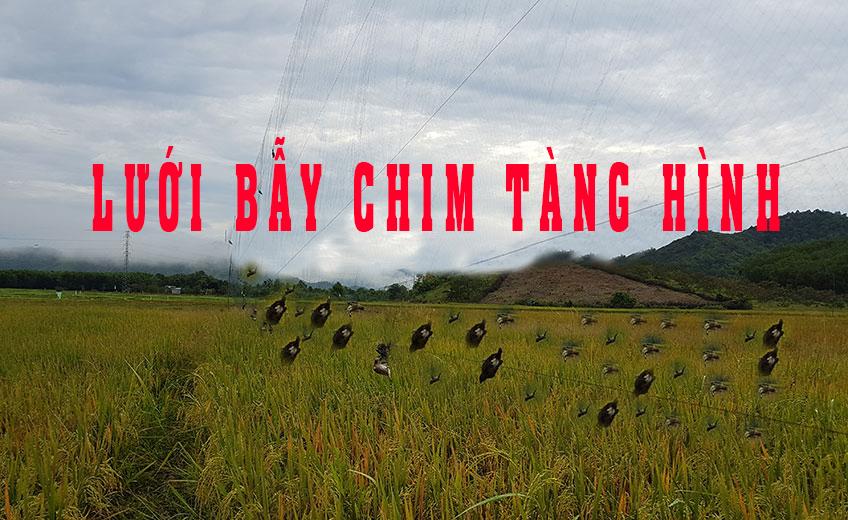 Lưới bẫy chim sẻ, chào mào, khướu, chòe, họa mi, bẫy tổng hợp các loại chim ( mắt 4 phân 5 dây 4 túi cao 6m dài 30m đã làm đầy đủ và thắt chống gió ) hàng thái lan mua về chỉ việc sử dụng