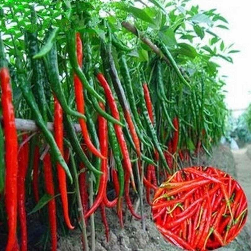 Hạt giống Ớt chỉ đậu đũa