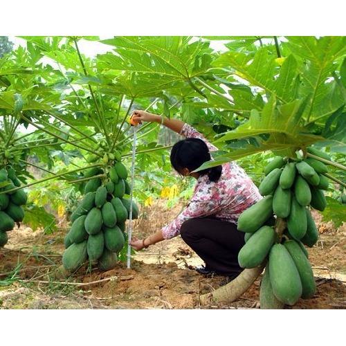 [Lấy mã giảm thêm 30%] Hạt giống Đu đủ lùn cao sản F1 (05 hạt)