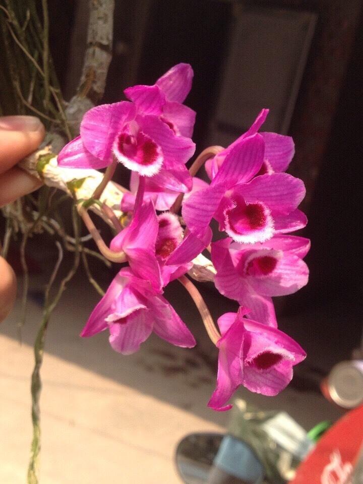 Trầm Mai Huyết Tử Giống Trầm Siêu Tím