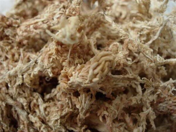 Dớn trắng dớn mềm dớn chile CHILE MOSS 2dm3