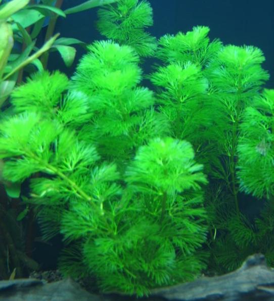 1 khóm Cây la hán xanh - cây rong thủy sinh đẹp mềm mại