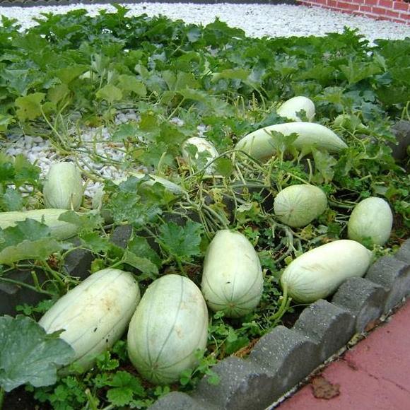 Gói 10 Hạt giống Dưa Gang Xanh (tặng gói kích nẩy mầm và hướng dẫn)