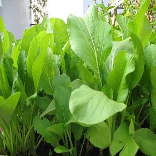 [Lấy mã giảm thêm 30%] Hạt giống Rau Cải ngọt 20g