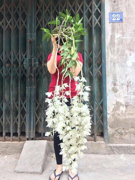 Giả hạc Hawai tím và trắng