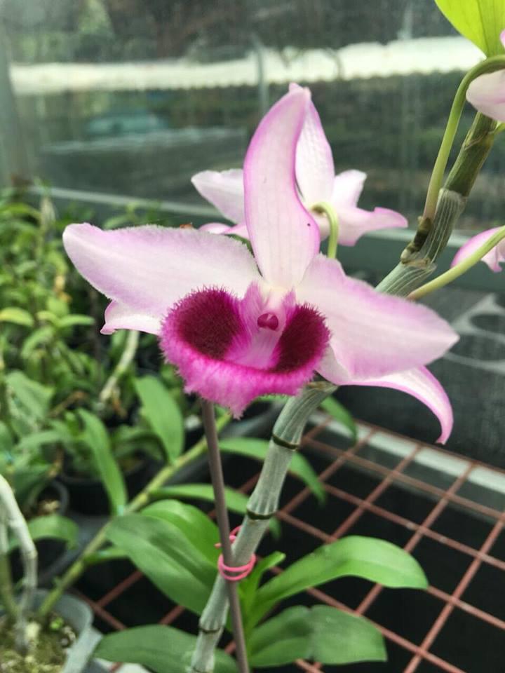 Trầm rồng hè