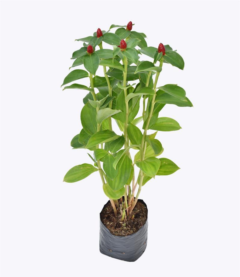 Cây phước lộc thọ