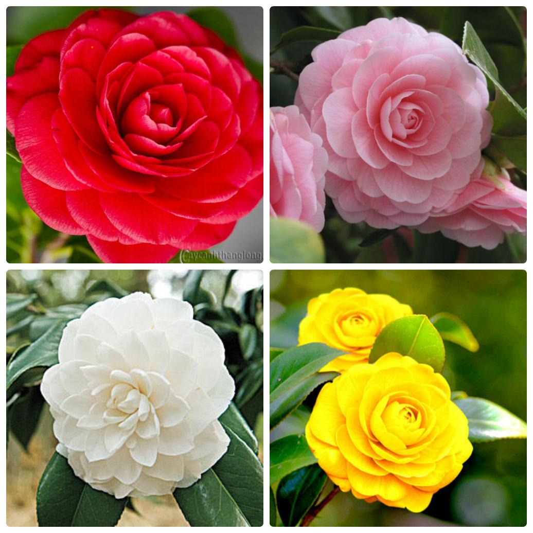 [Lấy mã giảm thêm 30%] Hạt giống Hoa Trà my nhật tuyệt đẹp (05 hạt nhiều màu )